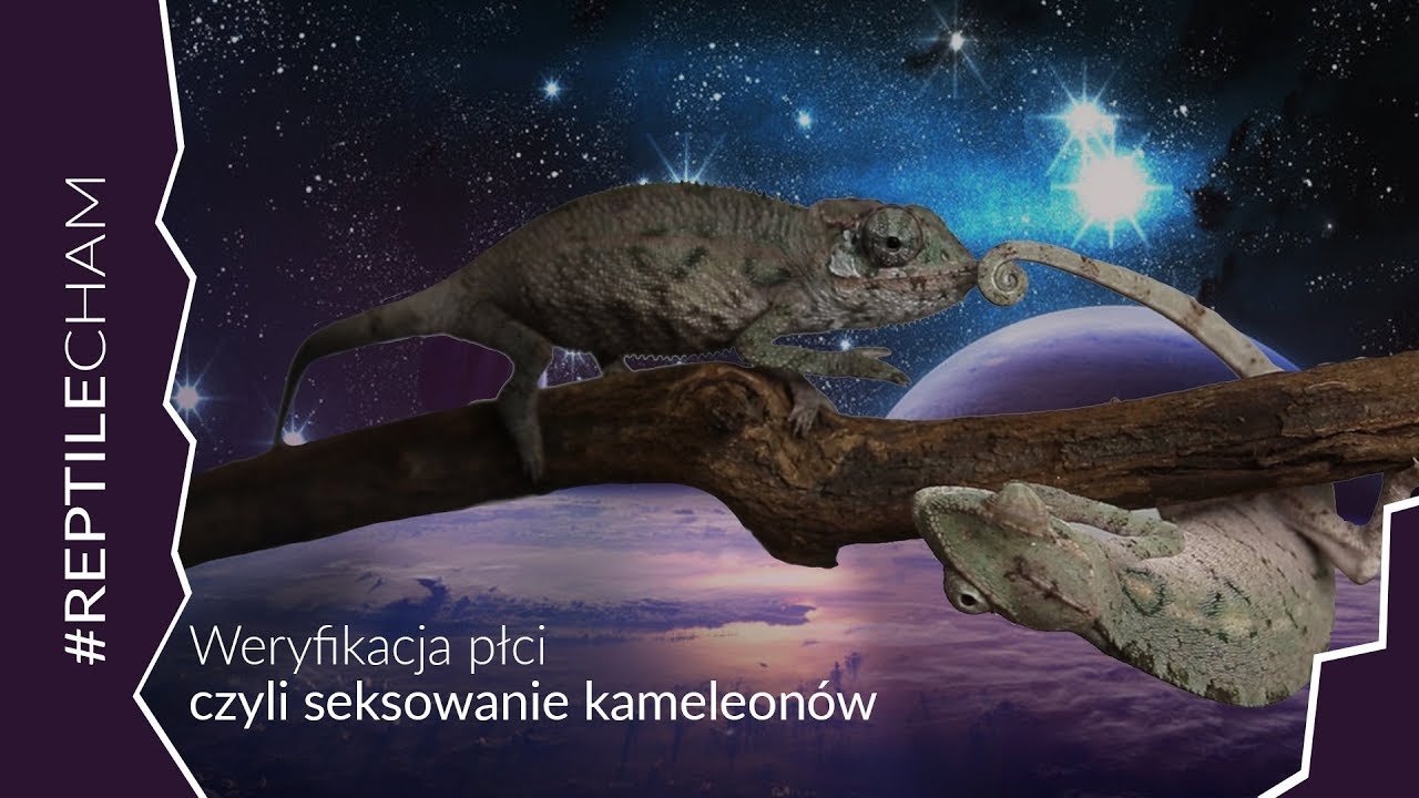 Seksowanie kameleon&oacute;w, sprawdzanie płci - Hodowla Kameleon&oacute;w