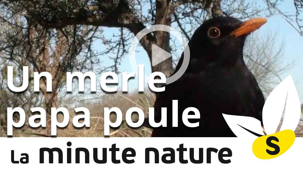 Ep. 17. : MERLE PAPA POULE