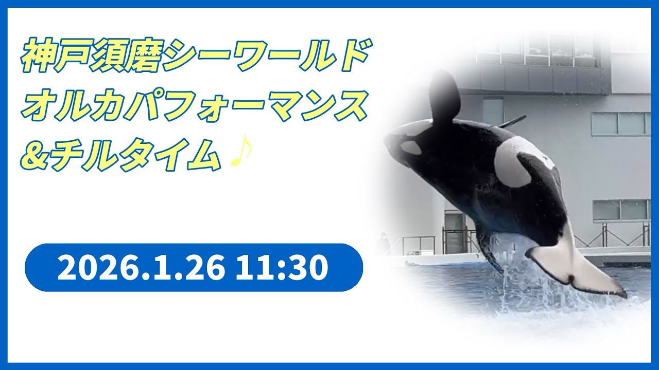 神戸須磨シーワールド　オルカパフォーマンス　&チルタイム♪ 2026.1.26 11:30