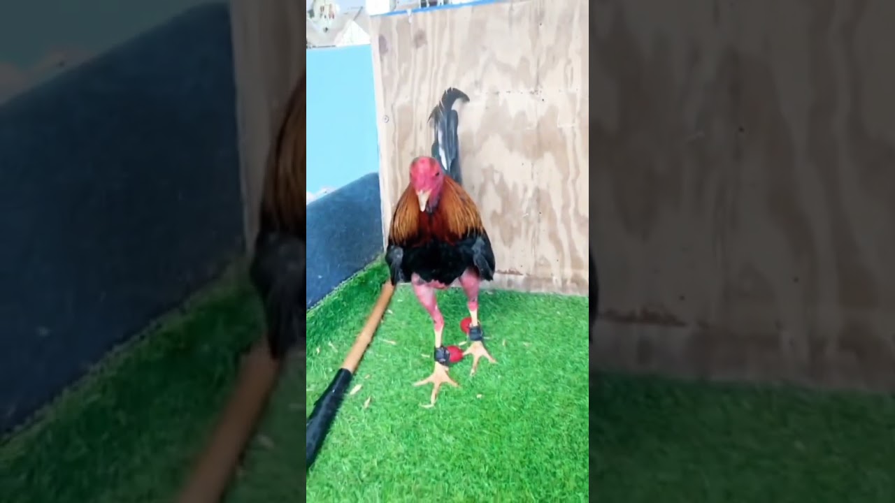 Gallo fino, gallo de combate 💪🔥