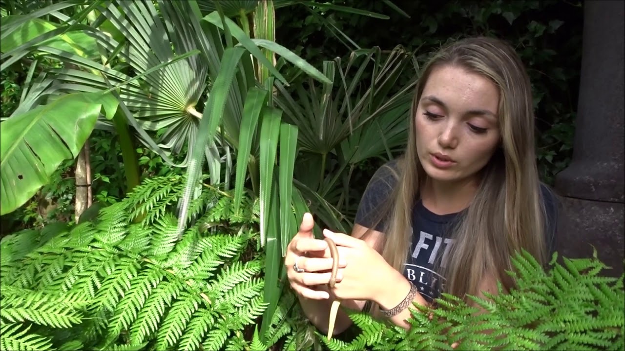 The tiny boa that lives in the snow: The Rubber Boa