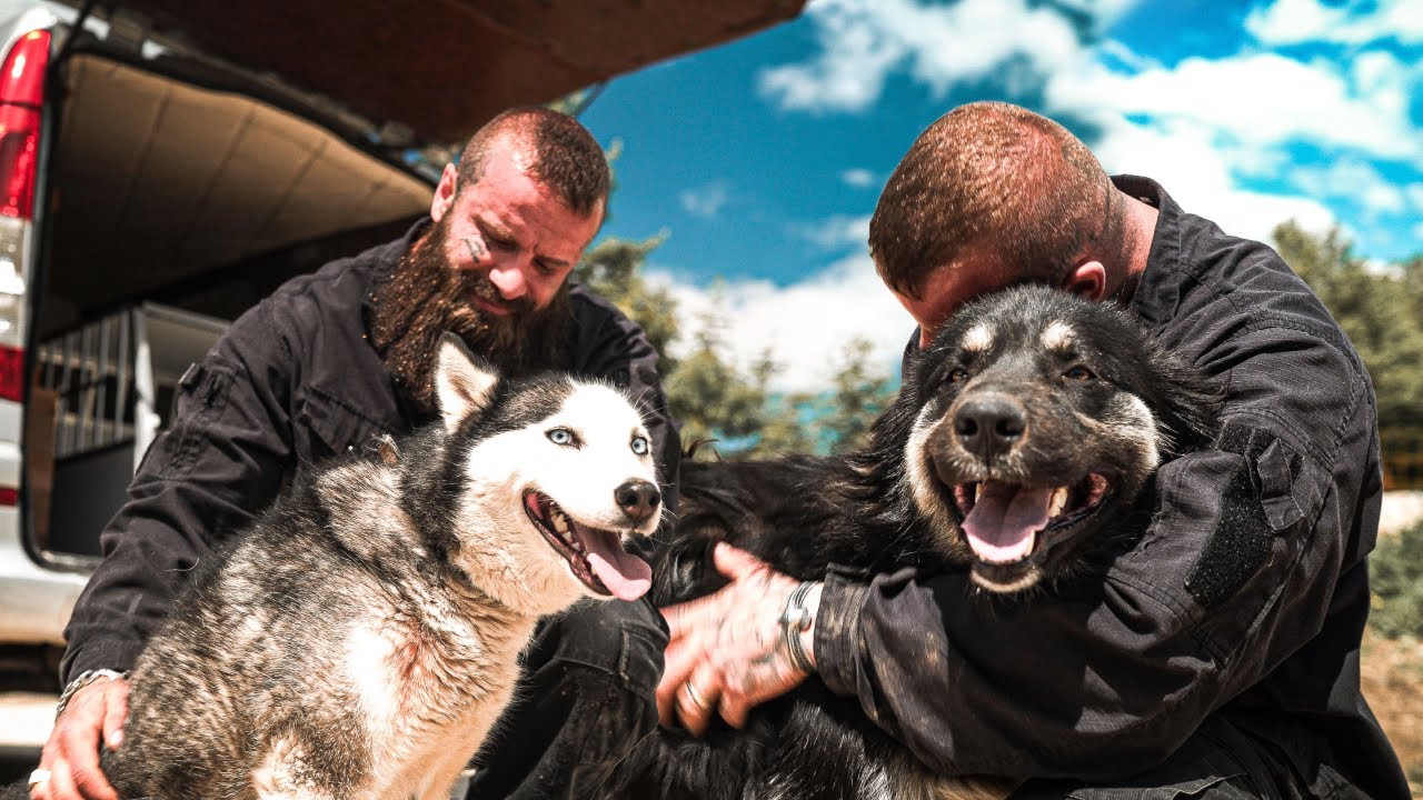 Einen Kettenhund & einen Boxenhund gerettet!