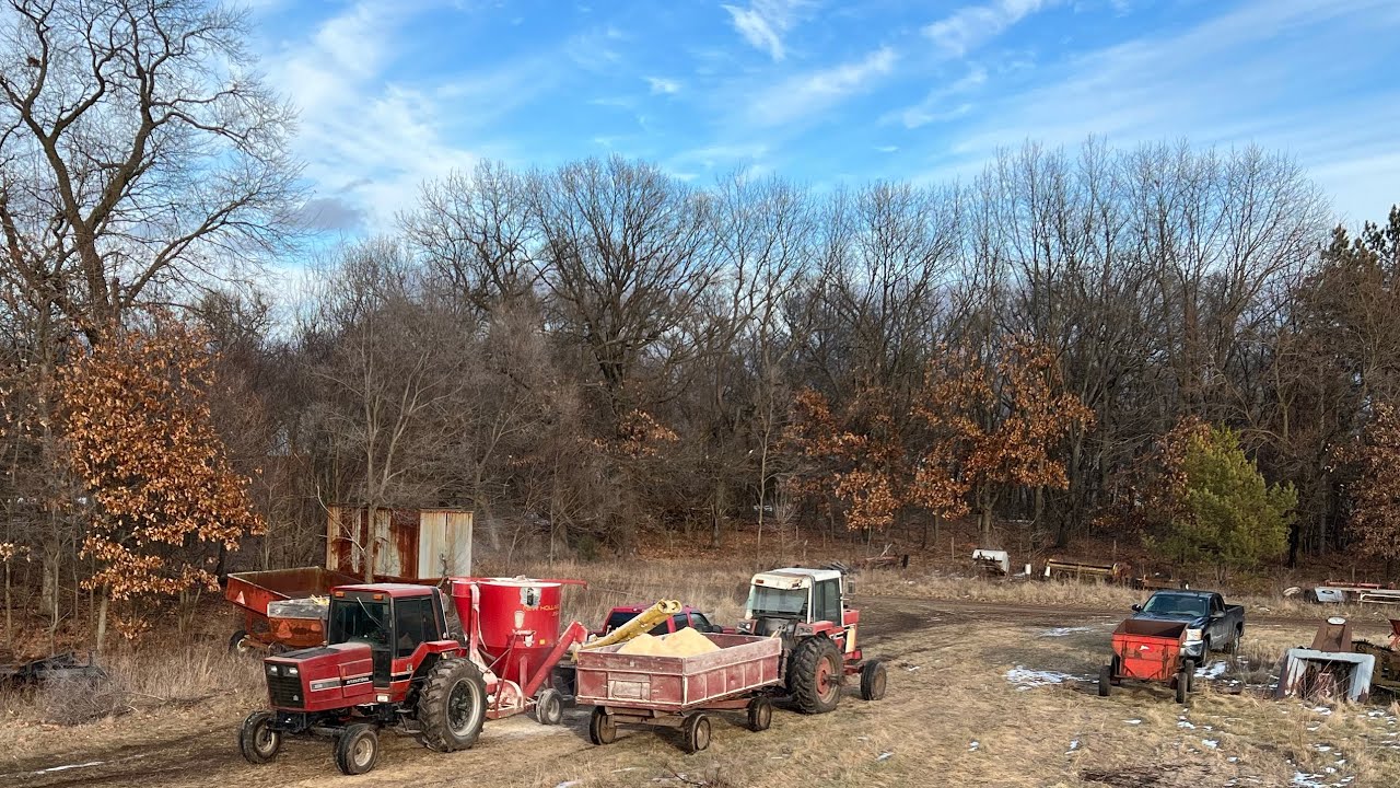 Grinding cattle feed from Ear Corn recipe