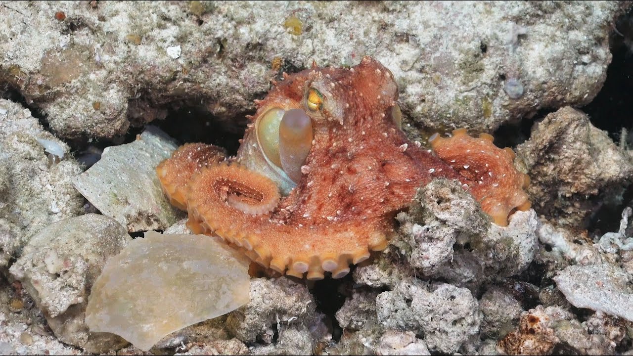 Australian Mesophotic Coral Examination - Wrapping Up at Ashmore Reef - FK210409