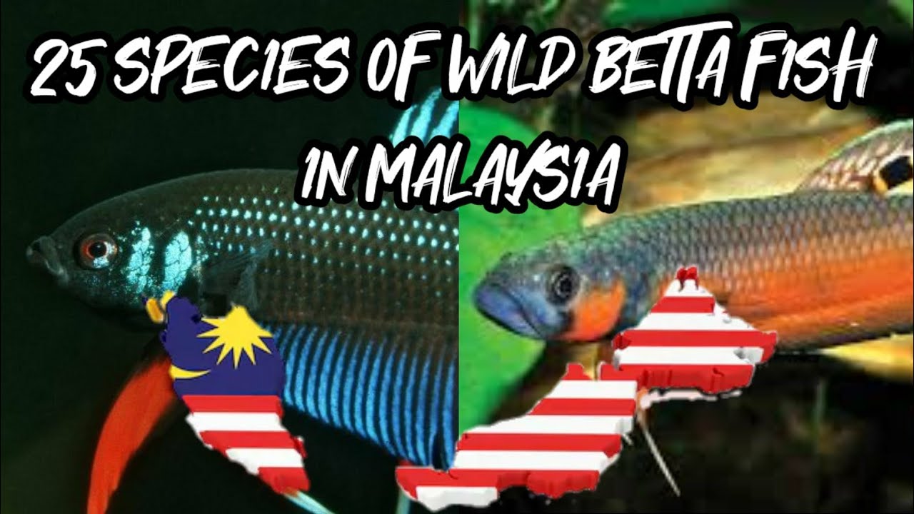 25 Jenis Ikan Laga Liar di Malaysia 🇲🇾
