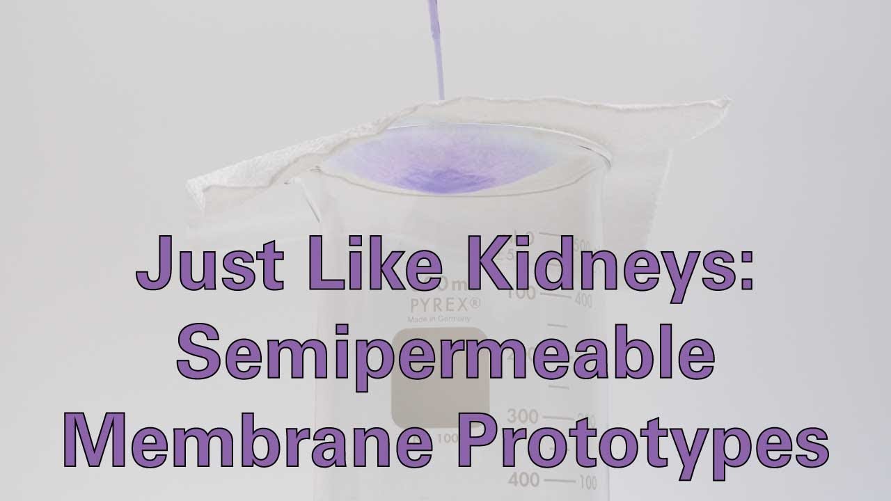 Just Like Kidneys: Semipermeable Membrane Prototypes