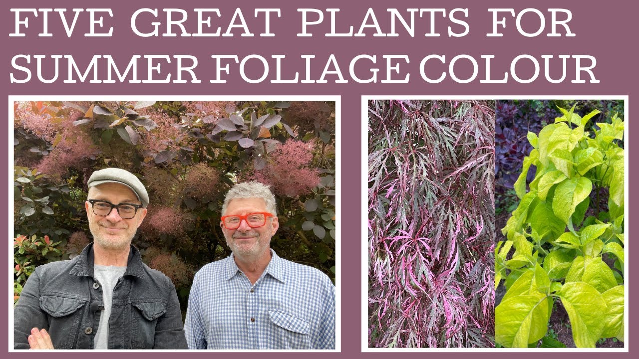 Five Great Plants For Summer Foliage Colour!
