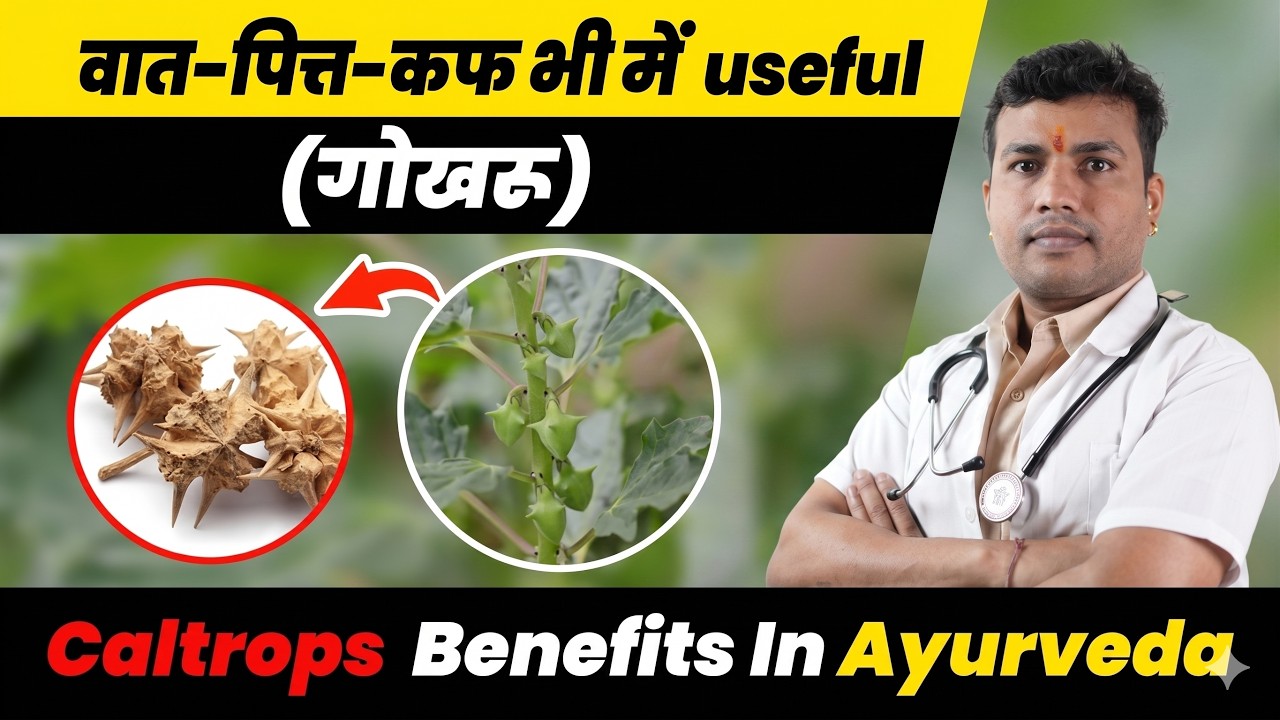 Vata Pitta Kapha me Useful hai Gokharu-गोखरू है ग़ज़ब :Caltrops  Benefits In Ayurveda ep437