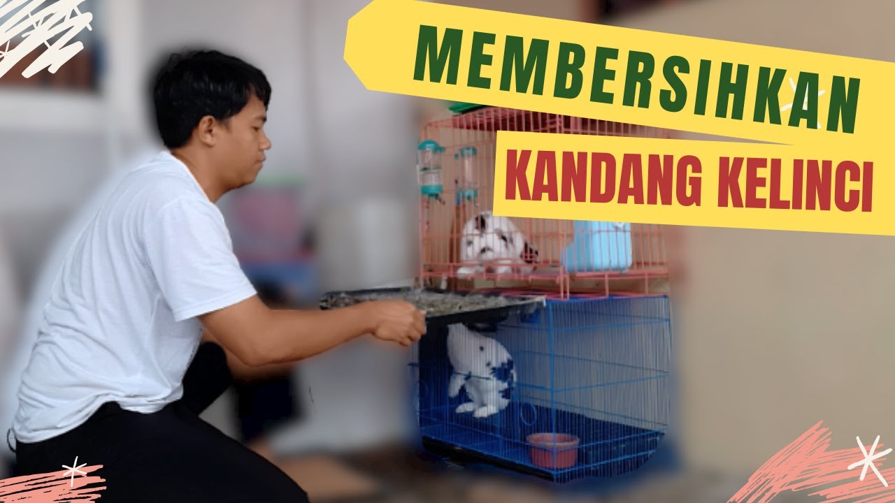 MEMBERSIHKAN KANDANG KELINCI / TIPS MEMBUANG LIMBAH KOTORAN KELINCI