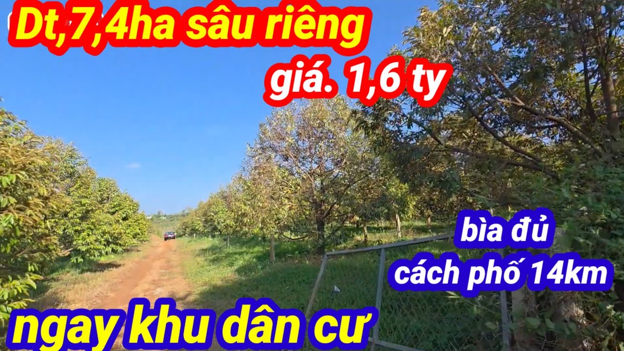 Bán vườn sầu riêng 7,4ha  ngay khu dân cư, xã ia bách huyện ia grai gia lai  giá 1 tỷ 600tr (1ha)