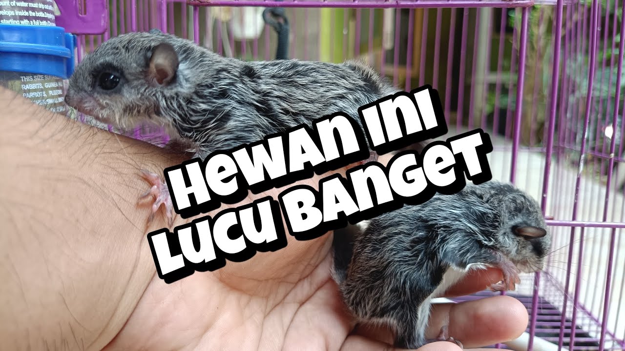 BELI TUPAI TERBANG JAWA