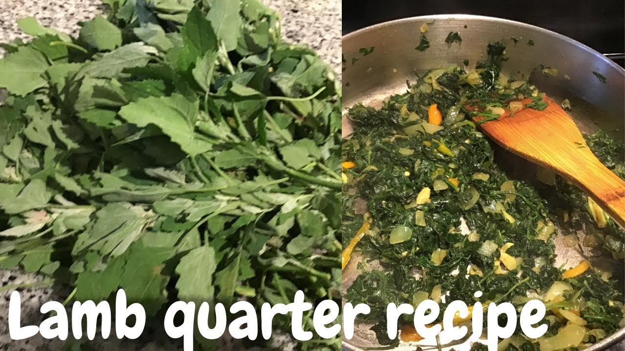 Wild spinach Lamb’s Quarters l LambsQuarter Recipes I Goosefoot spinach recipe