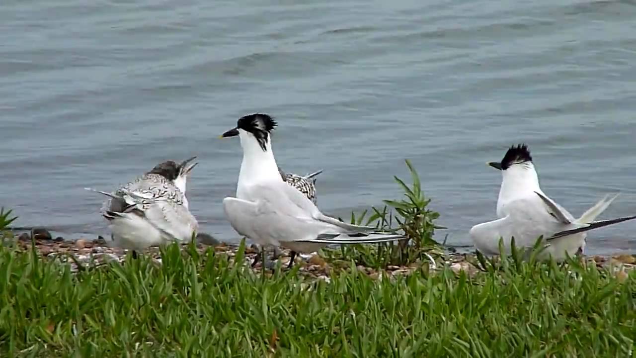 Sandwich Tern feeding chick