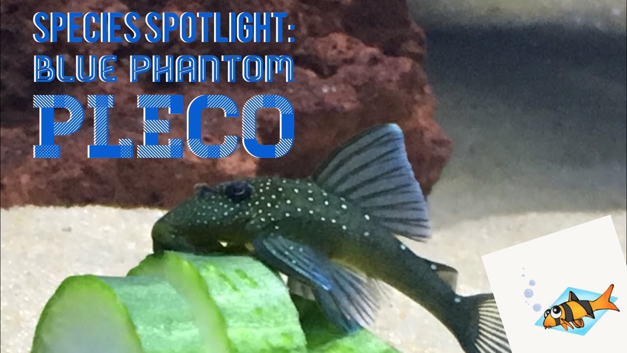 BLUE PHANTOM PLECO SPECIES SPOTLIGHT