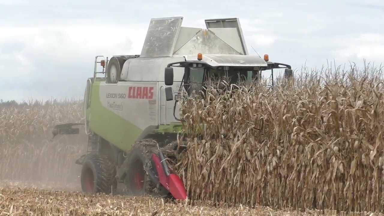 Mais Ernte 2022 Dreschen von Körnermais mit Claas Lexion 560 7  Reihigen Geringhoff Maispflücker
