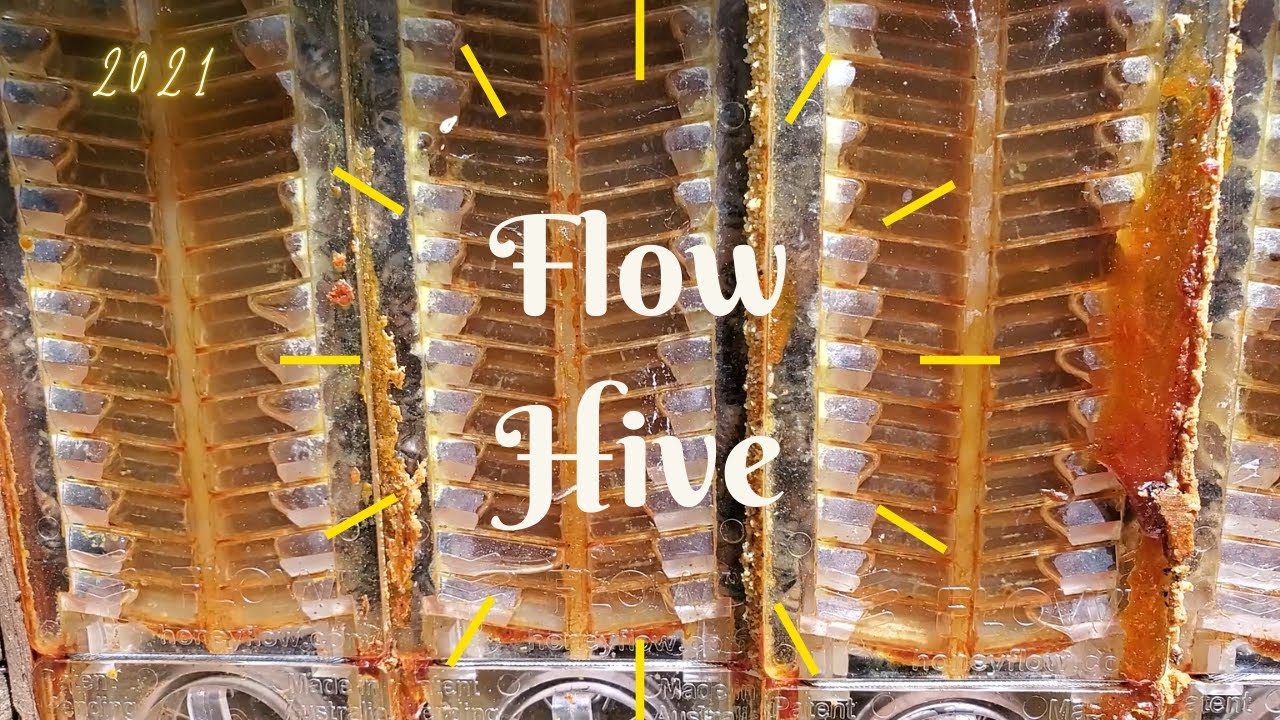 How to extract from the Flow Hive Super 2021