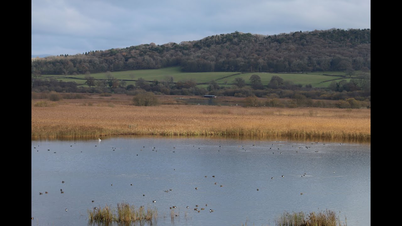 Autumn Series Finale! Wildfowl, Waders and Starlings at Dusk - Leighton Moss Special 5