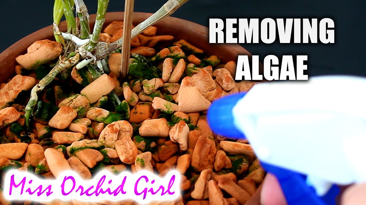 Algae removal on Orchid pots