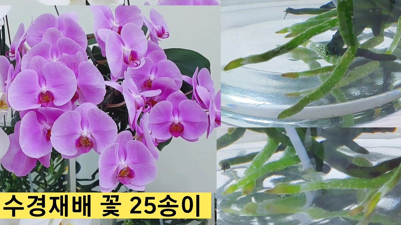 수경재배 호접란 꽃송이가 25개,뿌리와 꽃 모두 풍성하게 키우는 방법,  수경재배에서 물을 준다는 의미는? 물을 며칠까지 재사용 할수 있을까?