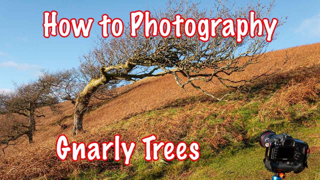 How to Photograph Gnarly Trees - Landscape Photography