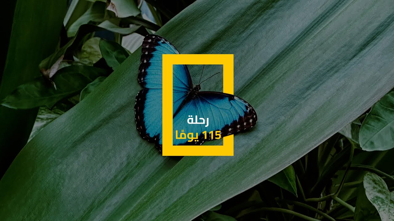 فراشة مورفي الزرقاء: حياة قصيرة، جمال دائم