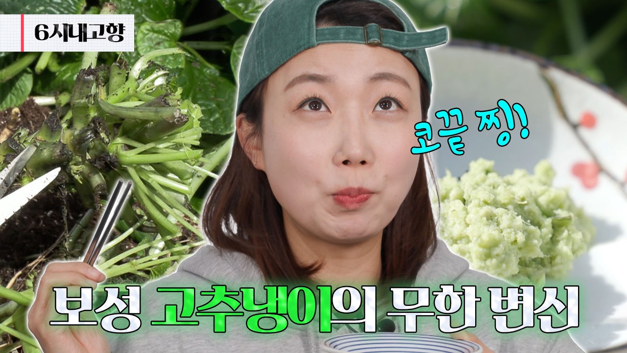 전남 보성, 1년 내내 톡 쏘는 고추냉이의 유혹! 🌿｜260303 6시 내고향