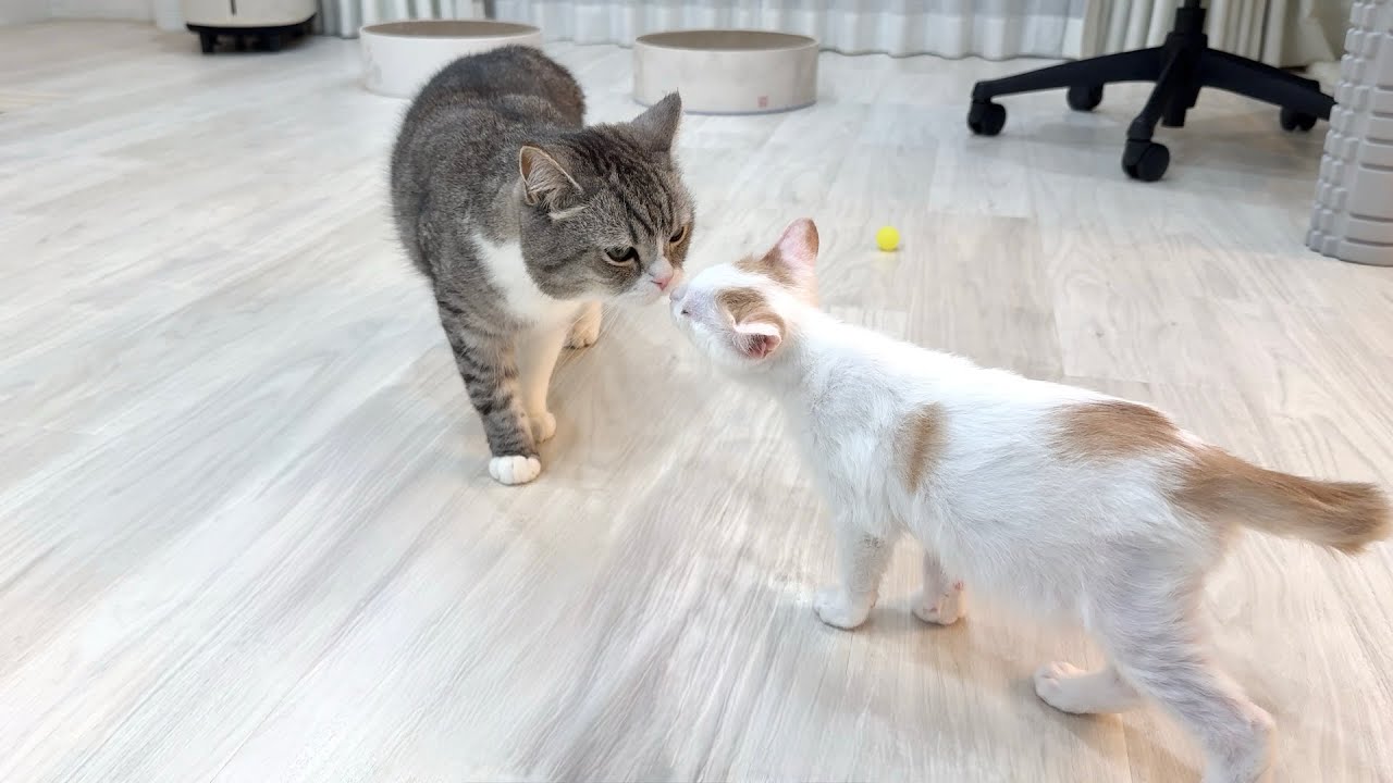 ボス猫が病院の匂いをつけて帰ってきたら新入り子猫の反応が可愛すぎましたw