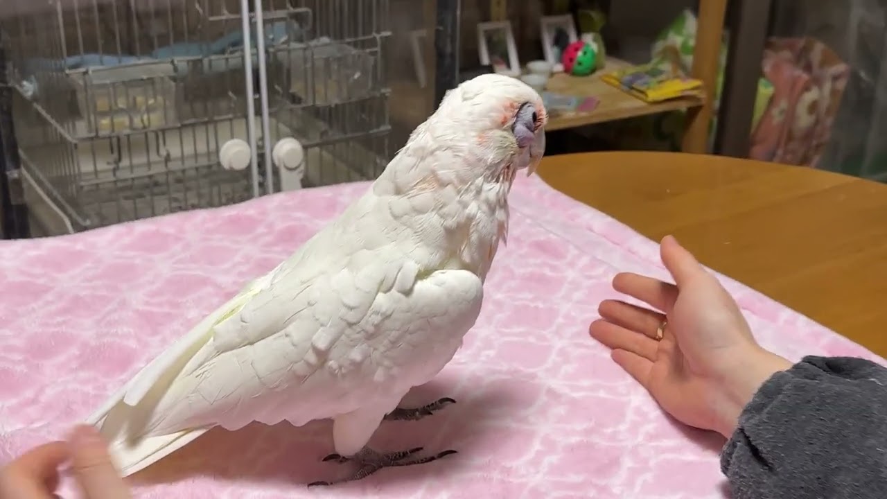 ゴロン連発😊