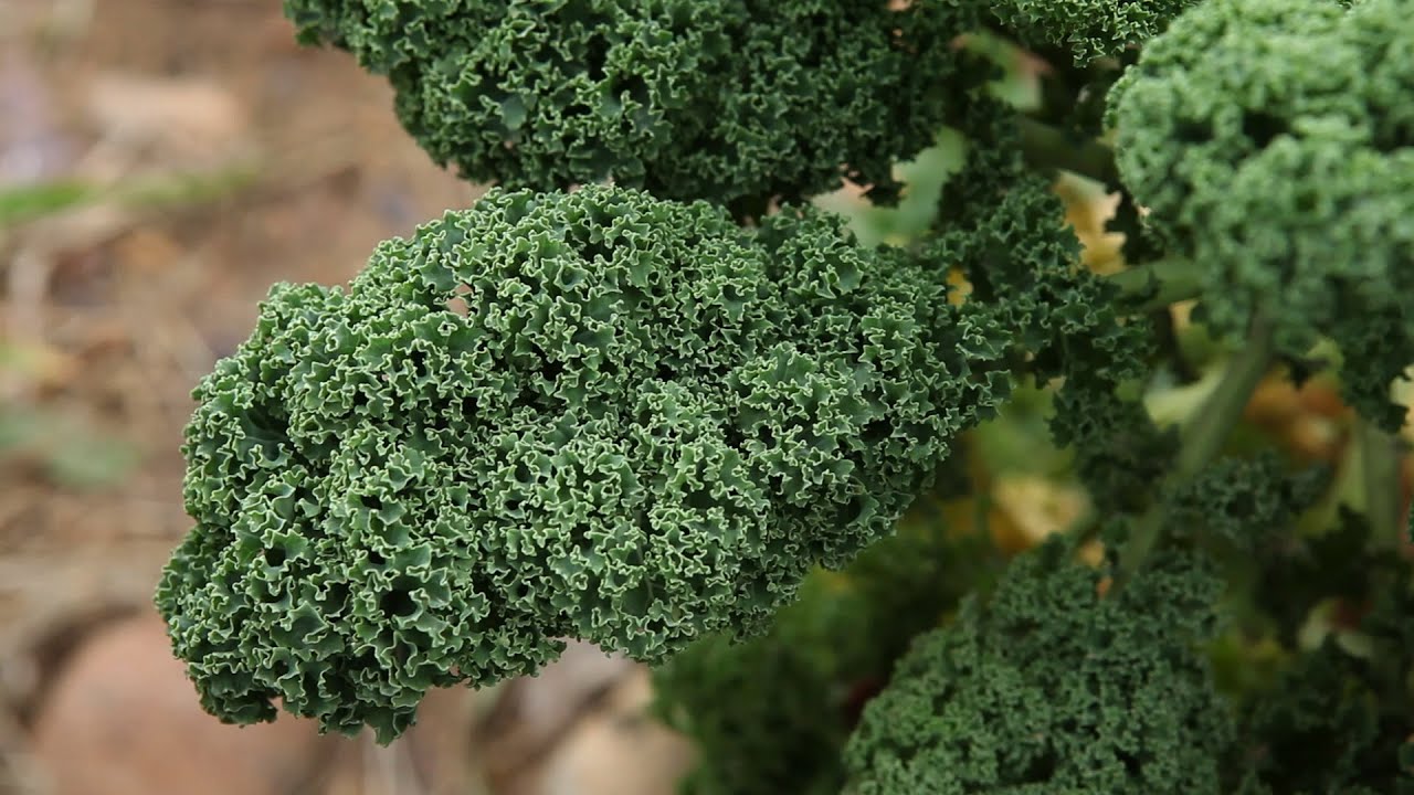 Cómo reproducir las semillas de col de hoja o kale