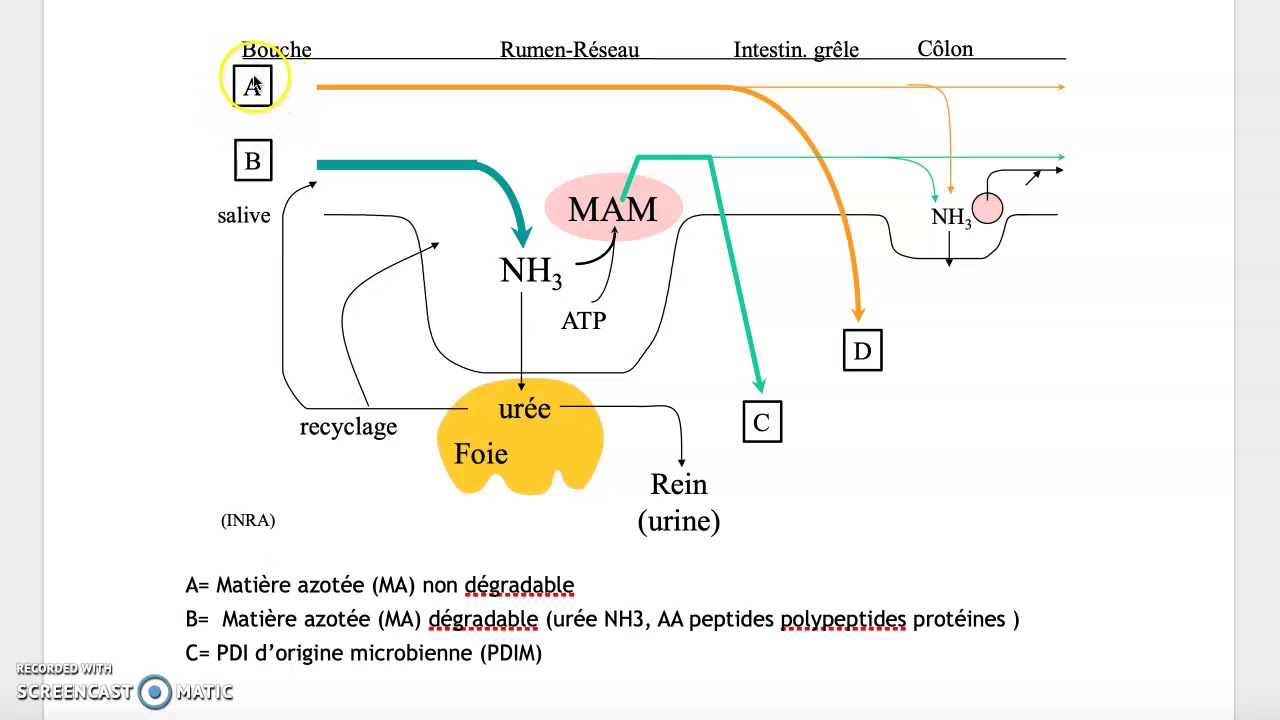 correction alimentation azotée