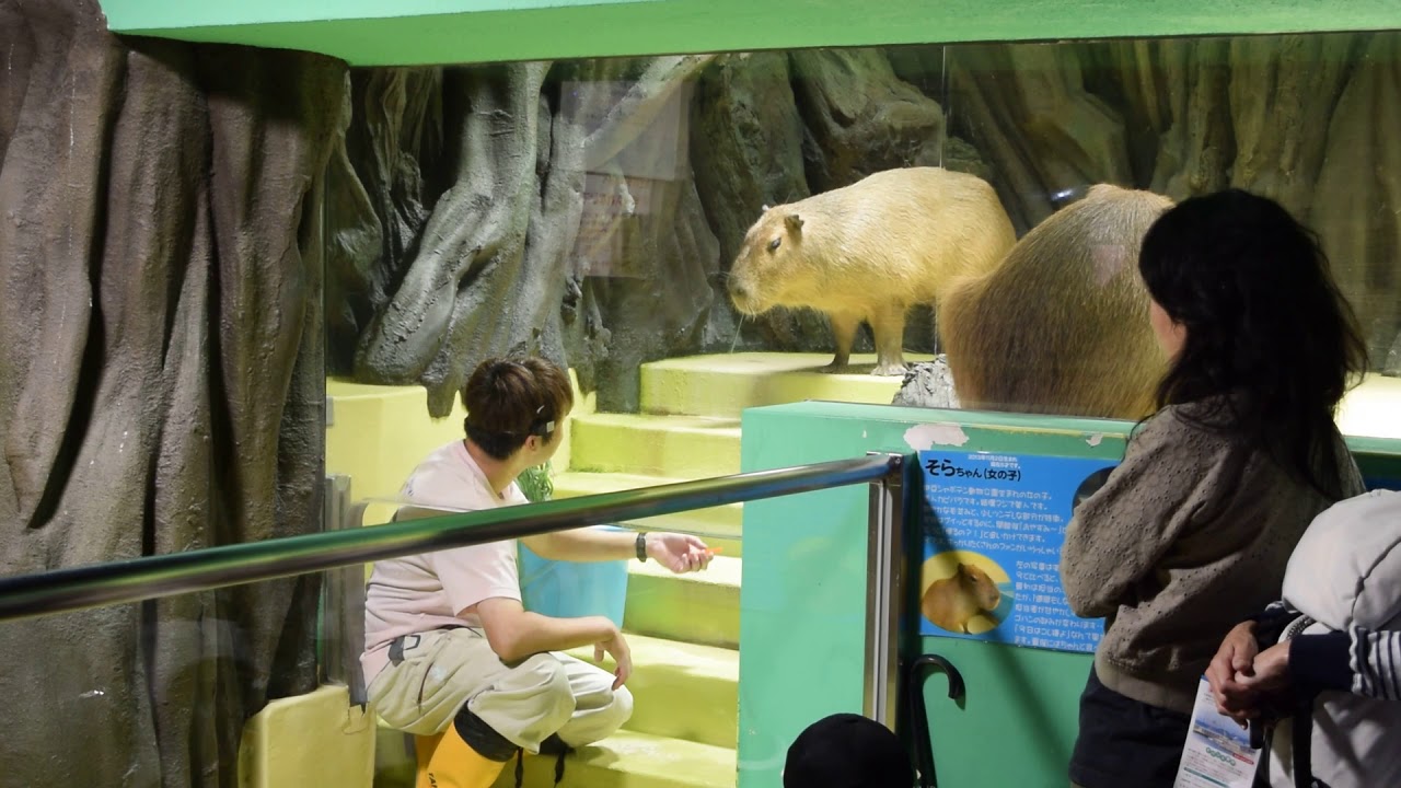 超ゆるーいカピバラショー　#竹島水族館  #水族館  #show #カピバラ ＃愛知県 #蒲郡