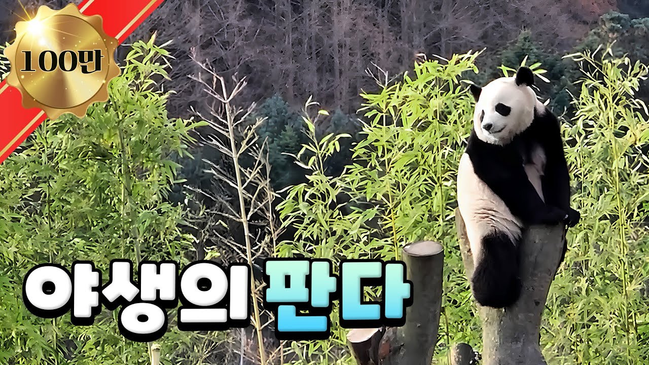 앗! 야생의 판다 를(을) 만났다!｜#판다와쏭 #233