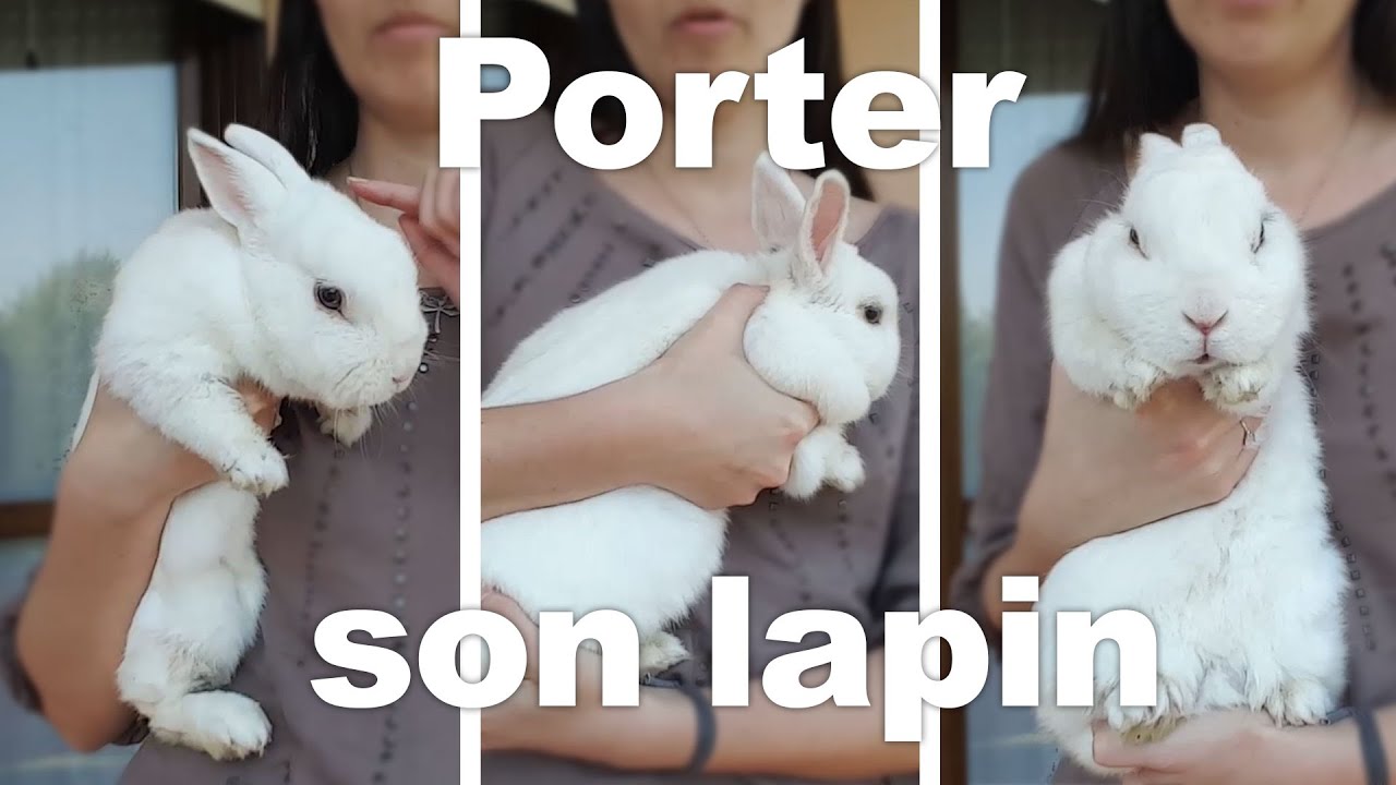 Comment porter son lapin ?