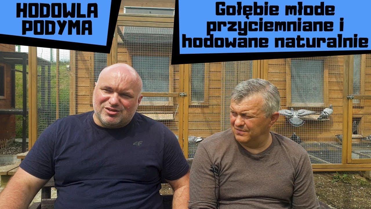 Gołębie młode przyciemniane i hodowane naturalnie, loty i przygotowanie.   Hodowla Podyma