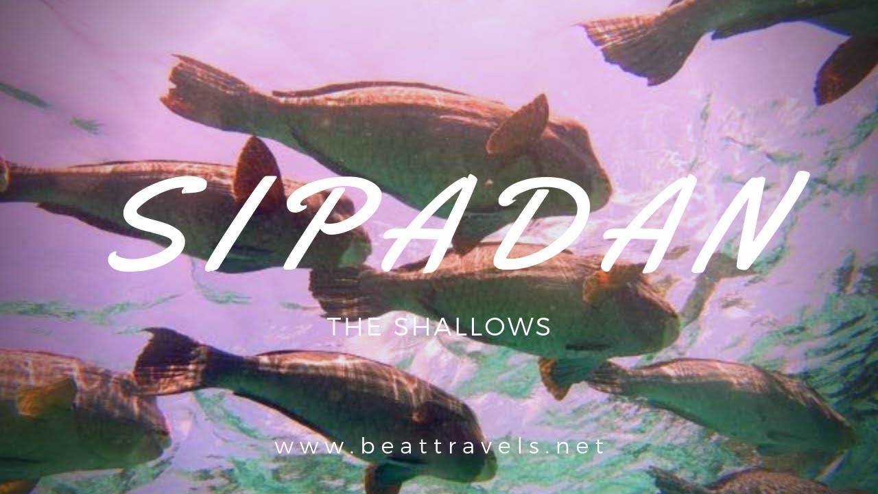 Incredible Sipadan, Sabah - Malaysia - shallow dive