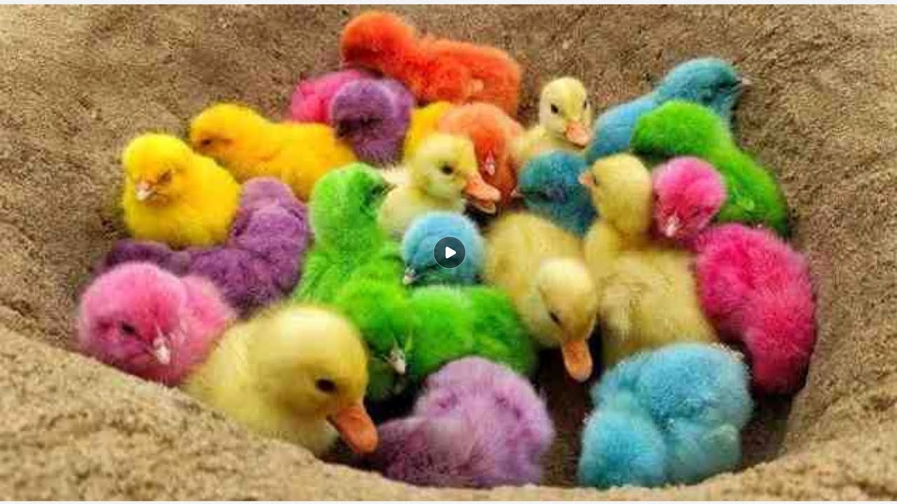 menangkap ayam lucu, ayam warna warni, bebek