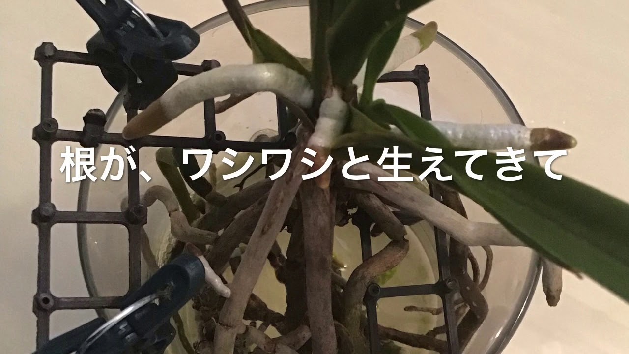 半水栽培中の蘭；バンダ、風蘭（富貴蘭）ご紹介します(^-^)