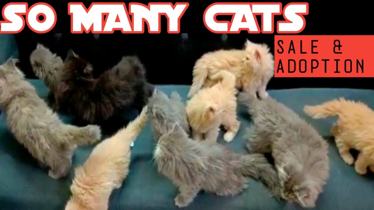 Persain cat kitten | sale | adoption | best price | all india deliver @NawazPersain1