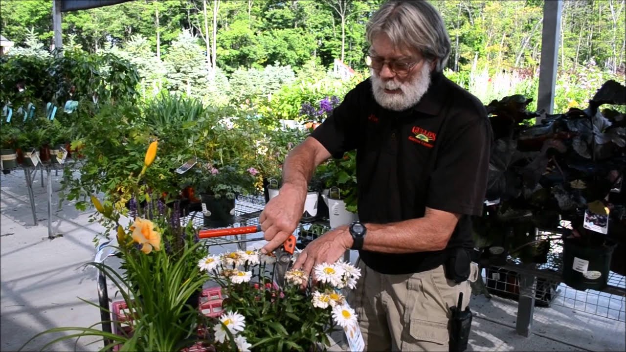 How to dead-head your annuals & perennials