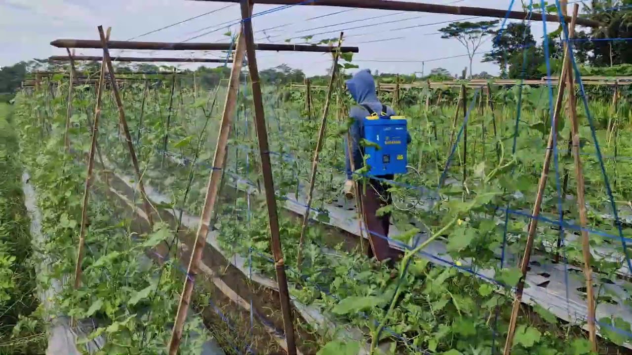 FROM MANUAL TO MODERN: SPRAY PESTICIDES ON SPONGE GOURD EFFICIENTLY - Agriculture Gardening