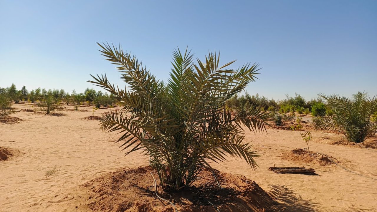 الخدمة الشتوية للنخيل  🌴🌴 للتواصل ‏‪00 20 114 493 3524‬‏#النخيل #agriculture #المزرعة