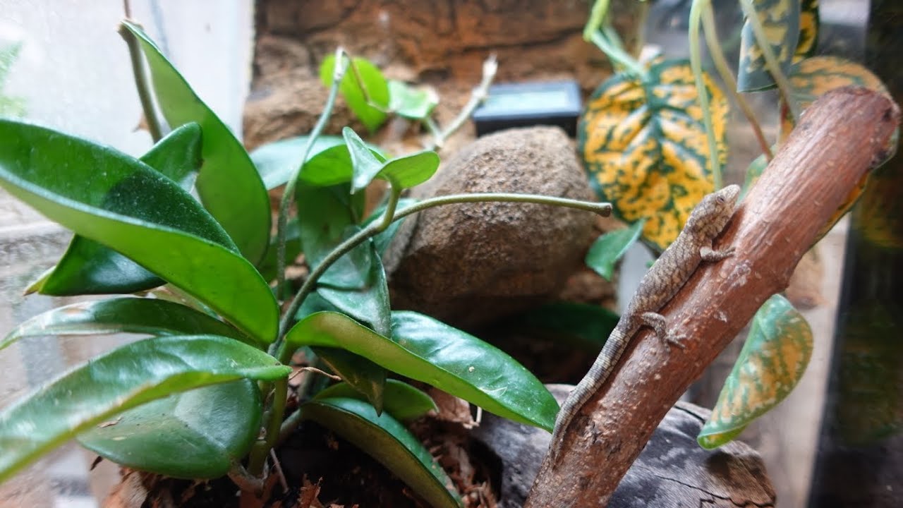 Baby and Juvenile Chameleon Gecko Set Ups. Eurydactylodes agricolae