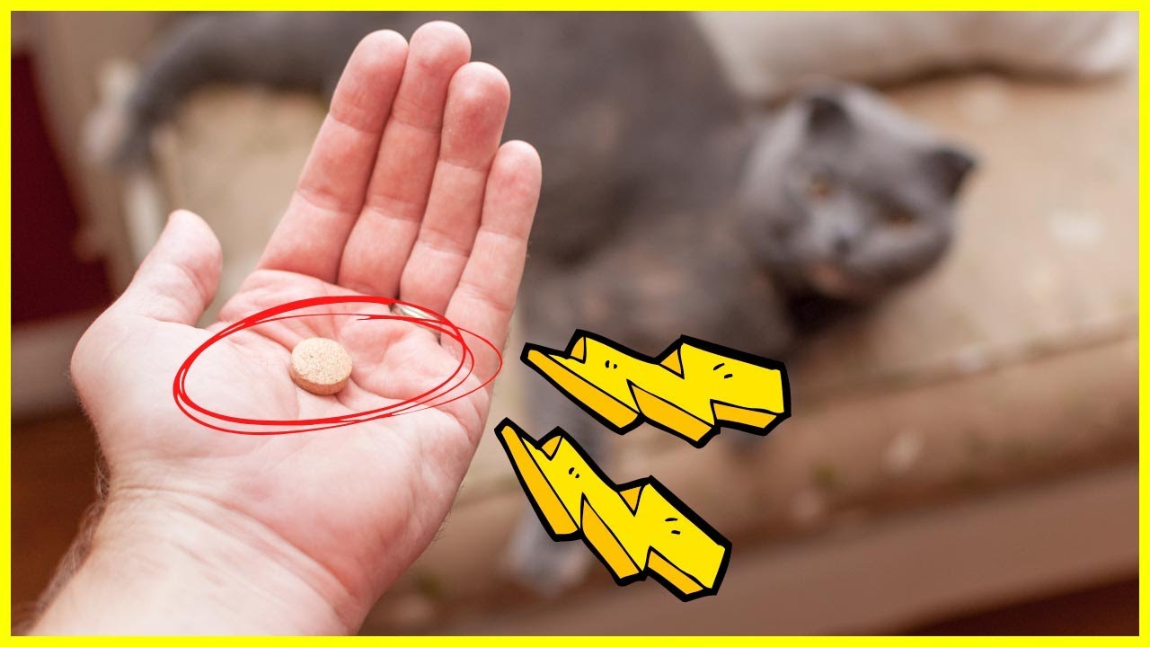 SO gibst du deiner Katze eine Tablette – 4 clevere Methoden ✅