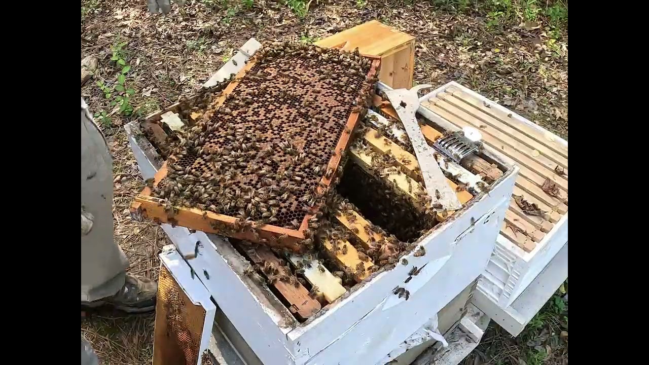 WHAT!!!!Is this Good/ Bad, what type of #queencell is this. #howtokeepbees #nature #beehives #bees