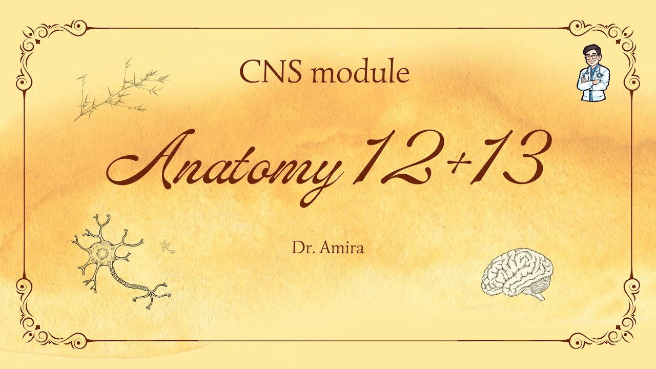 Anatomy CNS Lec 12&13 | Dr amera | diencephalon and white matter
