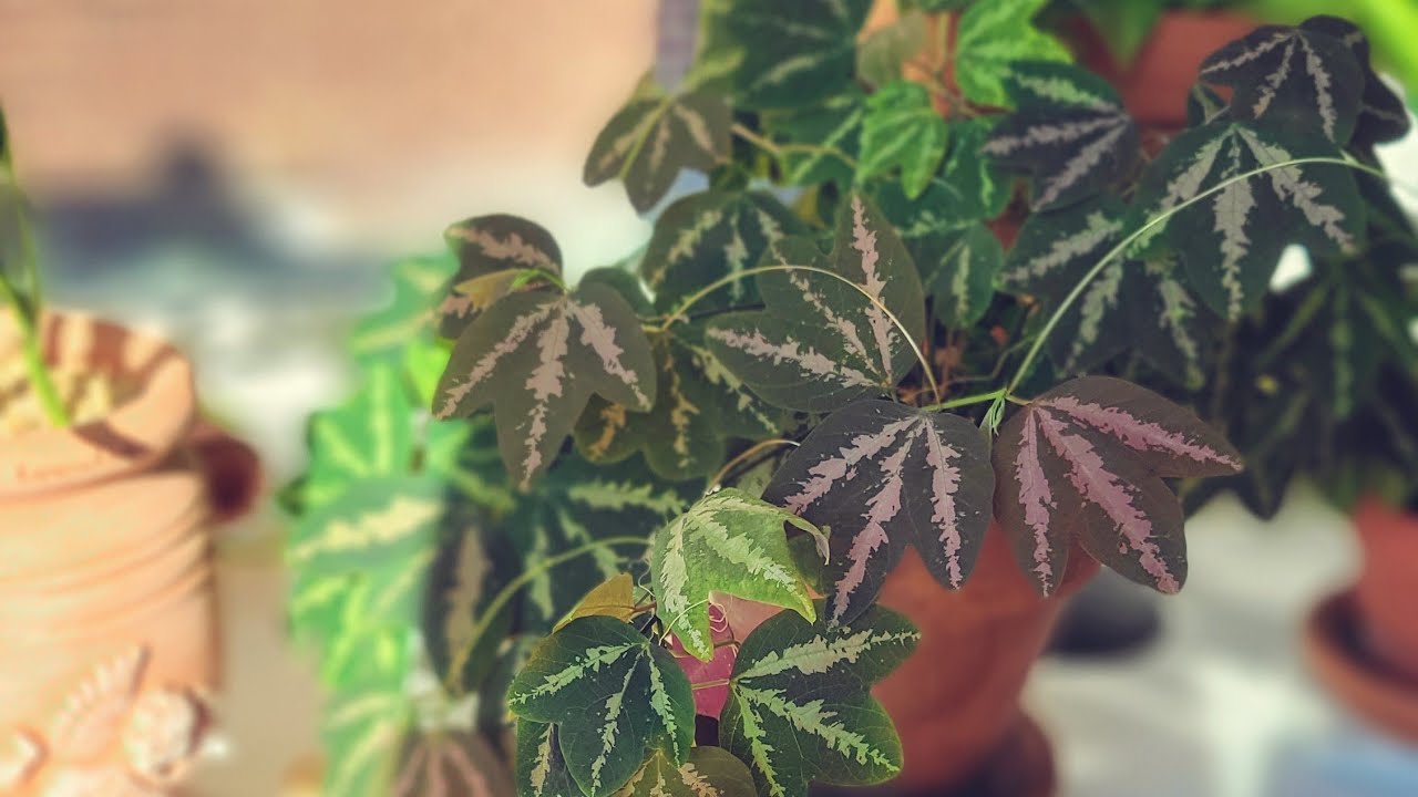 Уход и размножение Passiflora Trifasciata