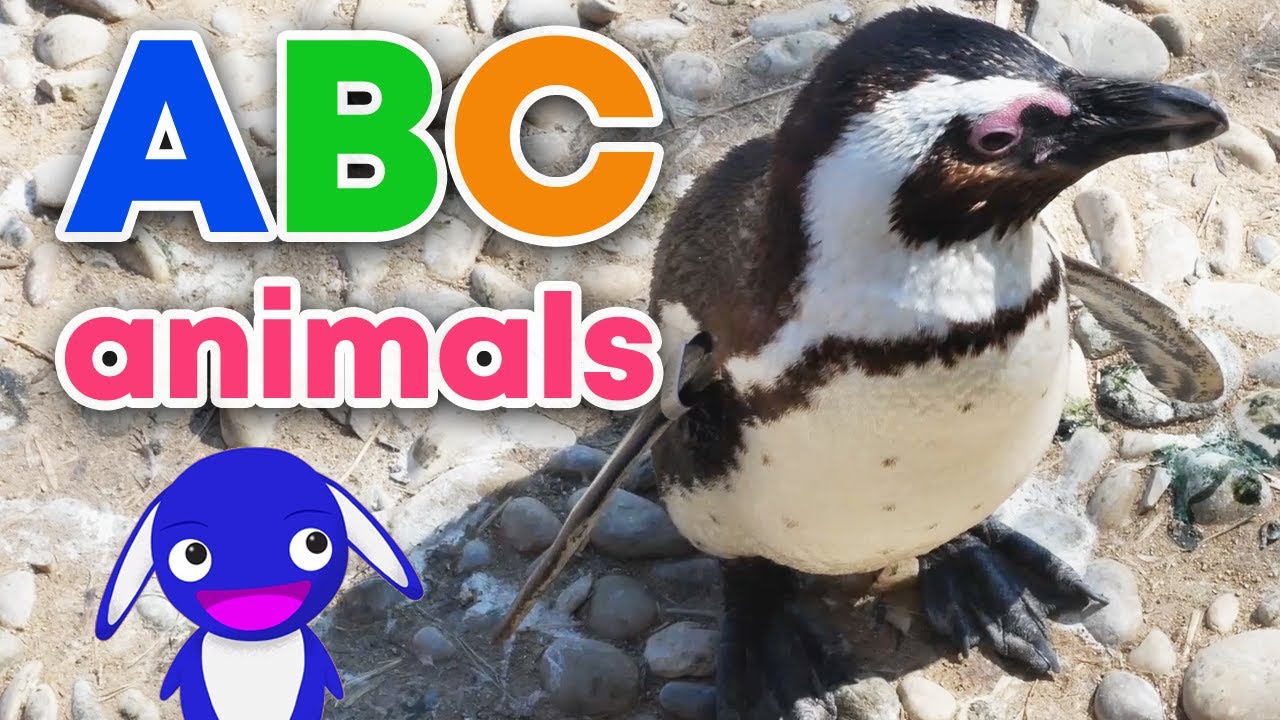 Learn abc with fun animal facts | Educational alphabet animal video for kids