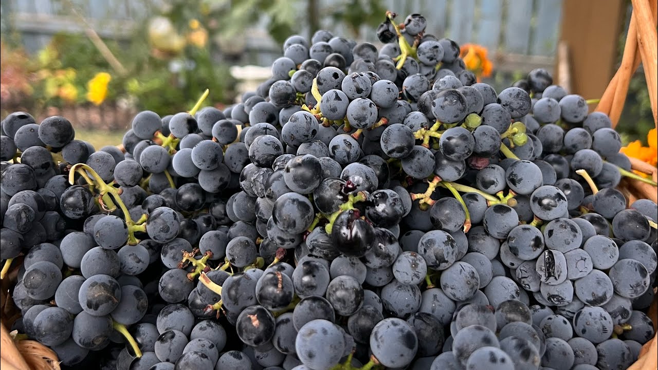 Making grape juice fresh from our grape vines | Homemade grape juice