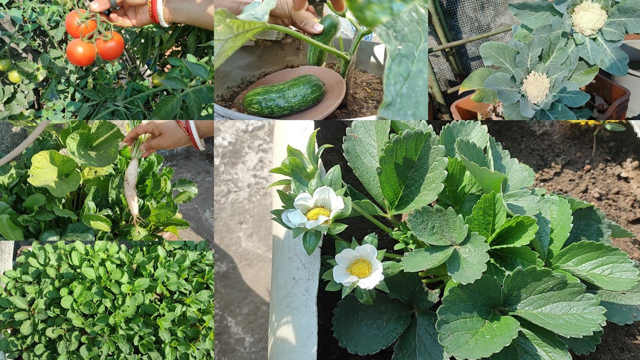 ମୋ ବଗିଚାର ସବୁ organic ପନିପରିବା//terrace garden tour and harvesting #organicgarden 