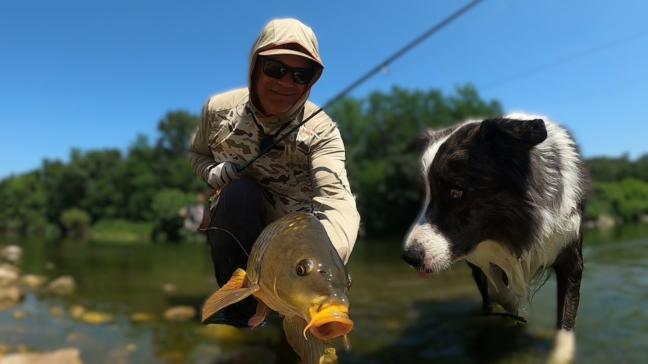 Carpe à la mouche en rivière dans un spot inconnu qui me donnera de belles surprises .